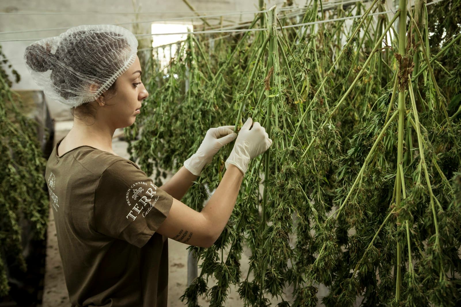 Cultivation worker in a hairnet and gloves trimming drying plants