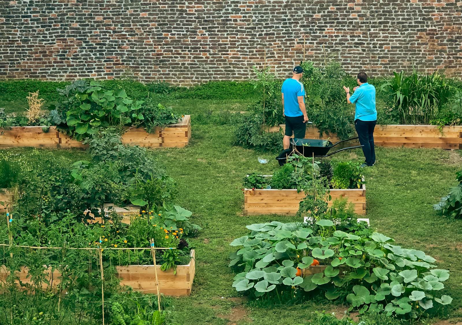 Two gardeners talking beside wooden raised beds in a walled community garden