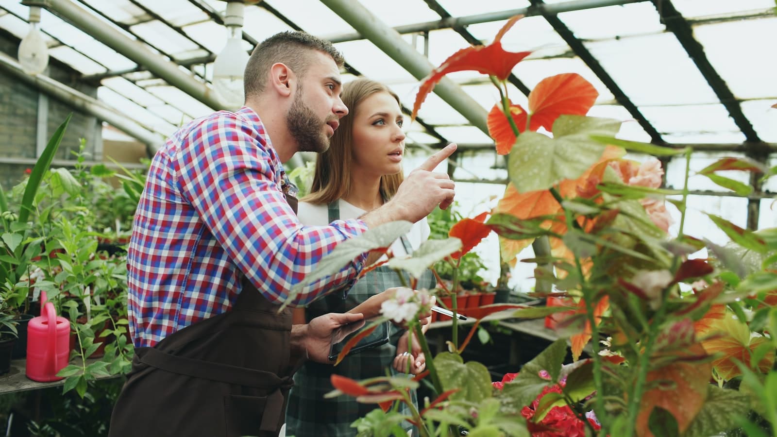 Two growers inspecting plants in a commercial greenhouse