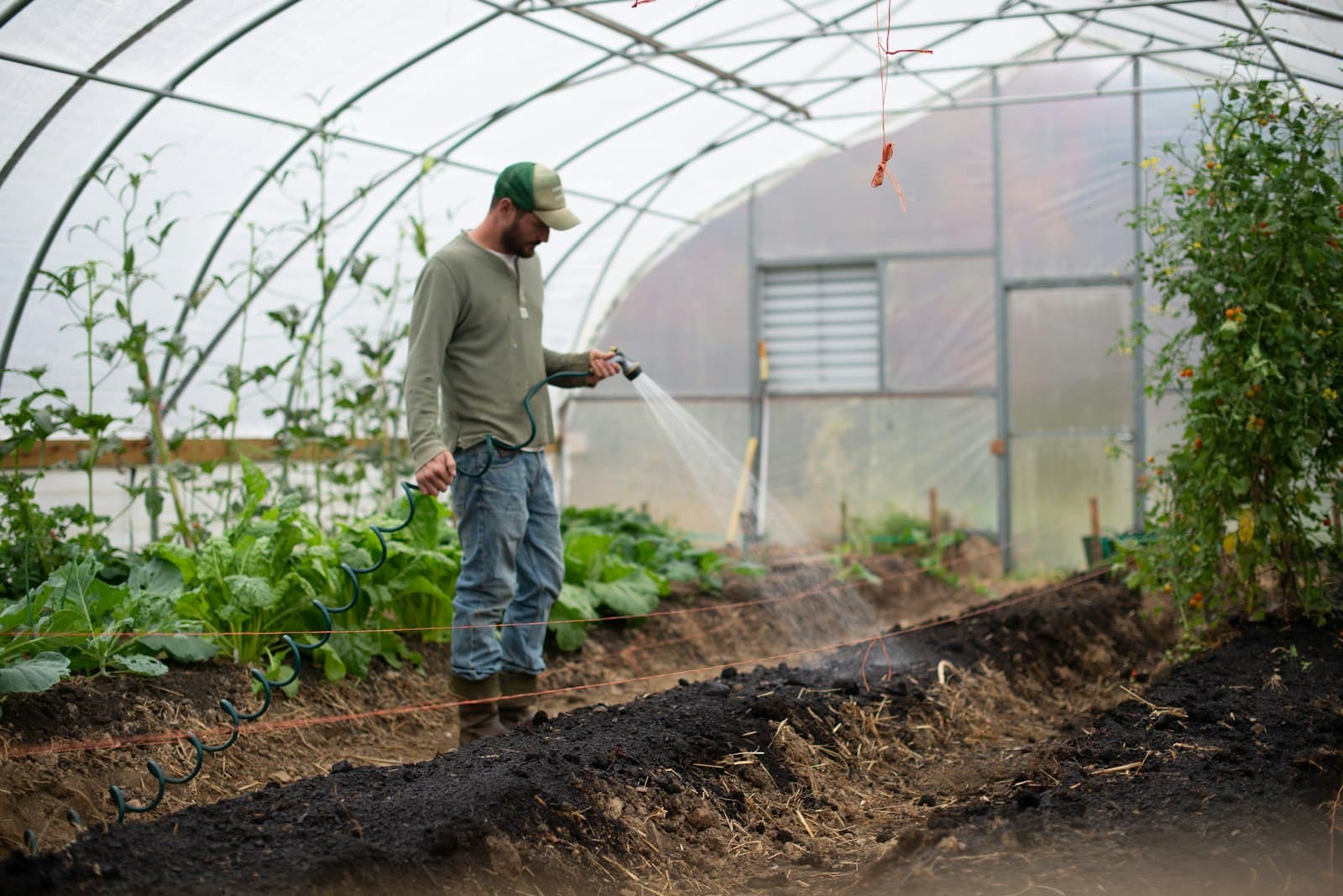 Grower watering rows of plants inside a greenhouse